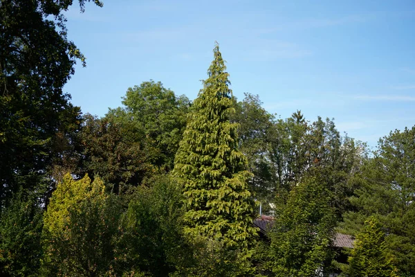 Belle Vue Sur Forêt Images De Stock Libres De Droits