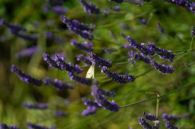 Bahçedeki lavanta çiçekleri