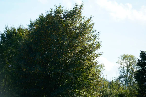 Ormanın güzel manzarası