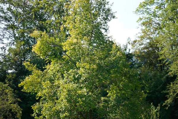 Zelené Stromy Lese — Stock fotografie