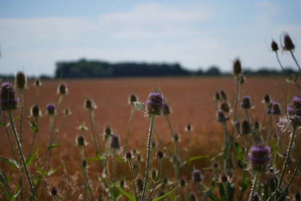 a field of purple flowers in the fields of the state of israel in northern france