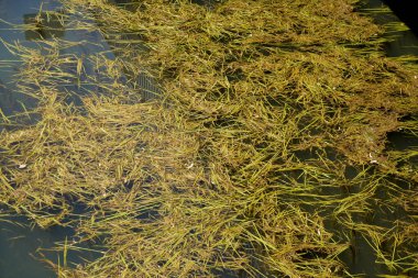 Bahçedeki kuru otlar