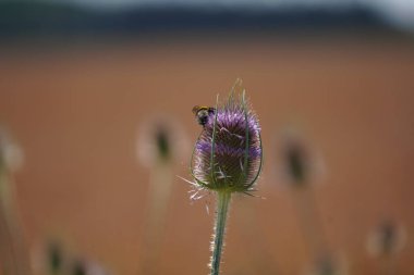 Bahçedeki güzel çiçekler