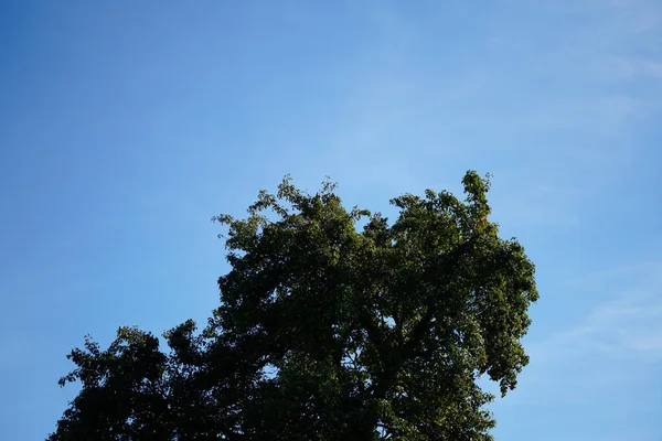 하늘에 나뭇가지들 — 스톡 사진
