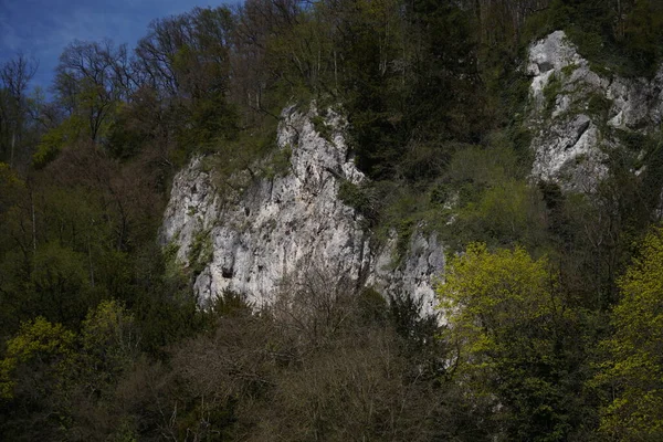 Belle Vue Sur Forêt — Photo