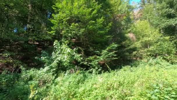 Bladverliezend Bos Met Groene Bomen Het Beierse Woud — Stockvideo