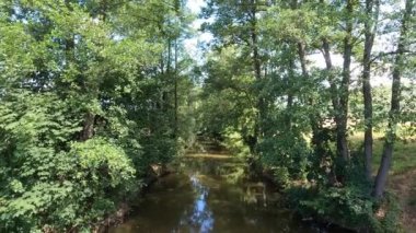 Ormanın güzel manzarası