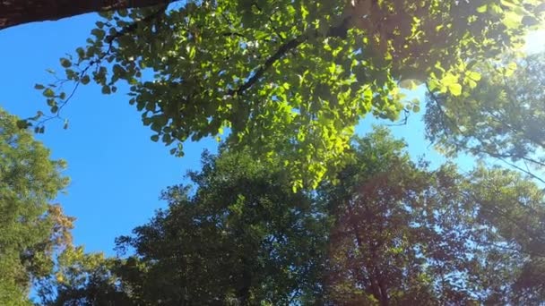 Лиственные Леса Зелеными Деревьями Баварском Лесу — стоковое видео