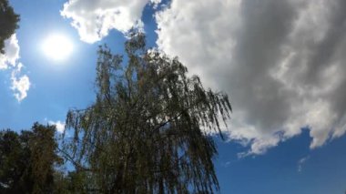 Arka planda bulutlu ve gökyüzü olan ağaç