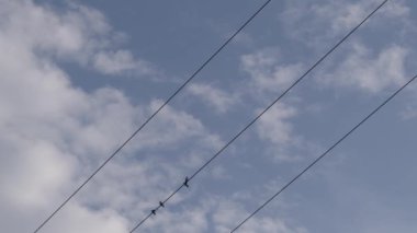 Kuşlar elektrikli telin üzerinde otururlar.