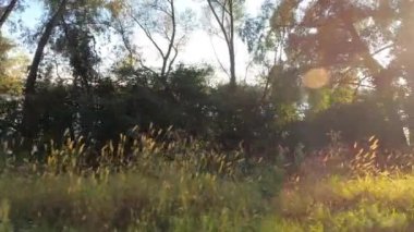Bavyera Ormanı 'nda yeşil ağaçları olan yaprak döken orman.