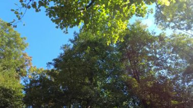 Bavyera Ormanı 'nda yeşil ağaçları olan yaprak döken orman.