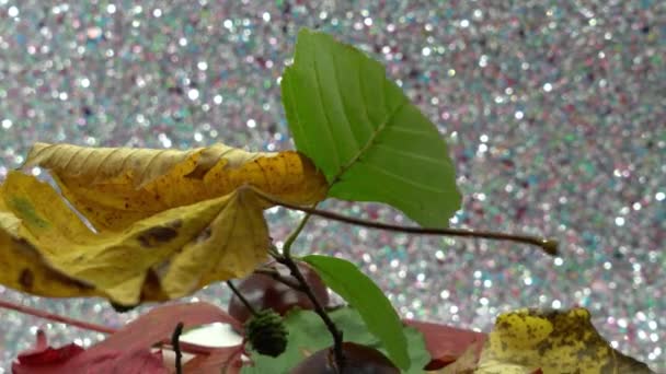Φύλλα Σφενδάμνου Φθινόπωρο Κατάσταση Αποσύνθεσης — Αρχείο Βίντεο