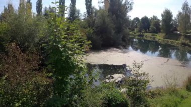 Güneşli yeşil ağaç