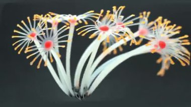 Bahçedeki güzel çiçekler