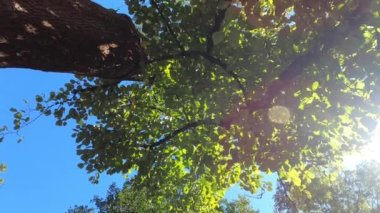 yeşil yapraklı ağaçlar Sonbaharda güneş ışığı ile