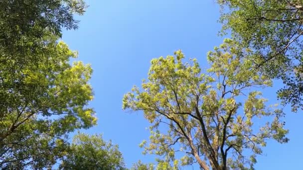 Gröna Lövträd Hösten Med Solsken — Stockvideo