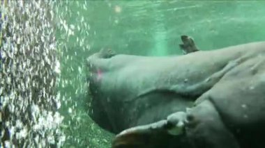 Waller temiz, oksijen zengini suda yayın balığı