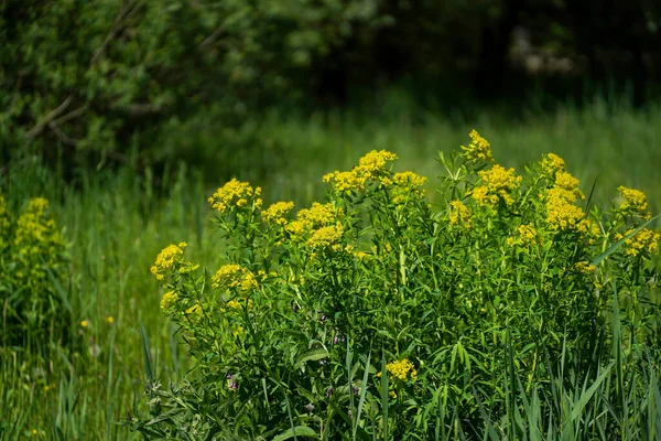 Луг Великою Кількістю Зелені Барвистих Квітів — стокове фото
