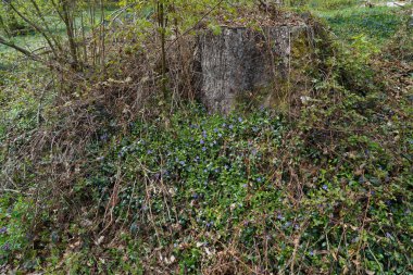 Ormanda küçük bir ağaç