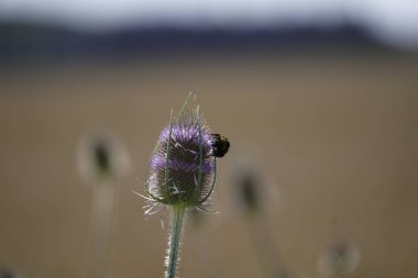 Bahçedeki güzel çiçekler