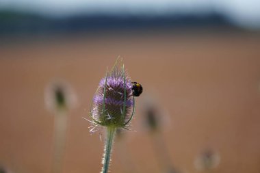 Bahçedeki güzel çiçekler