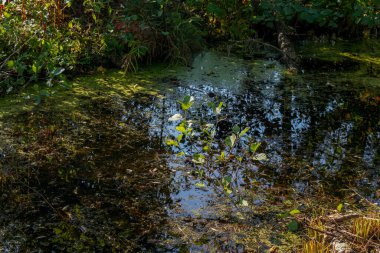 Ormanın güzel manzarası