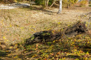 Dağlarda sonbahar ormanı