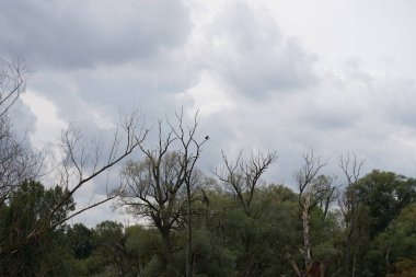 Ormanın güzel manzarası