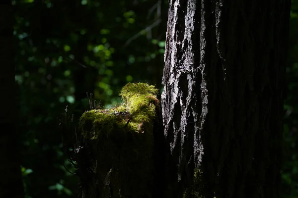 Vacker Skog Morgonen — Stockfoto