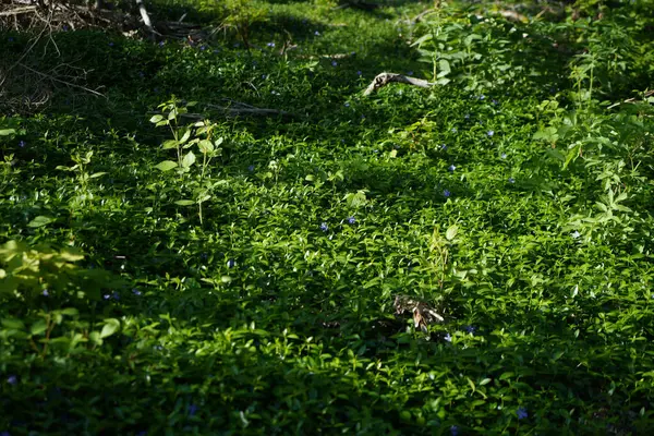 Textura Hierba Verde Fondo —  Fotos de Stock