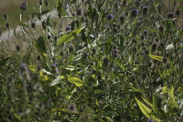 Erba Verde Giardino — Foto Stock