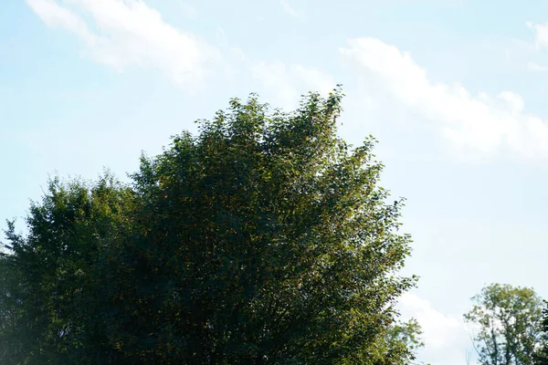 Árboles Verdes Bosque — Foto de Stock