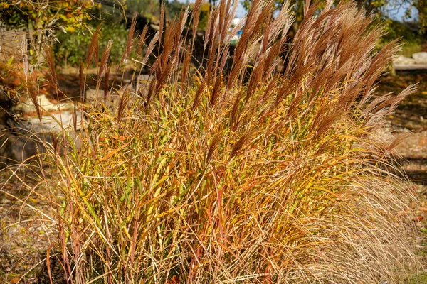 Vacker Botanisk Skott Naturliga Tapeter — Stockfoto