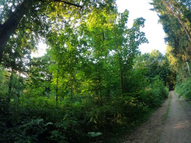 Parktaki yeşil orman