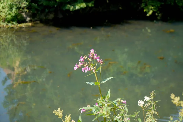 Mooie Bloemen Tuin — Stockfoto