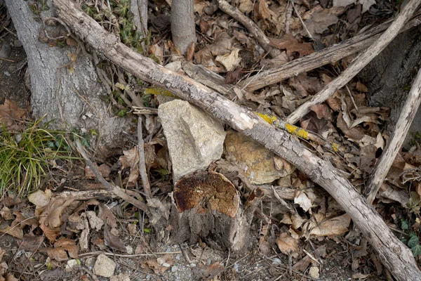 Närbild Skott Ett Träd Stubbe — Stockfoto