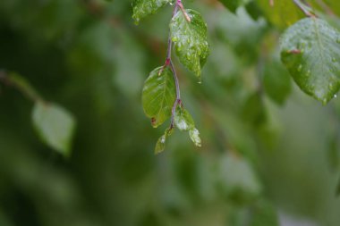 Yapraklı ağaçların yaprakları yemyeşil