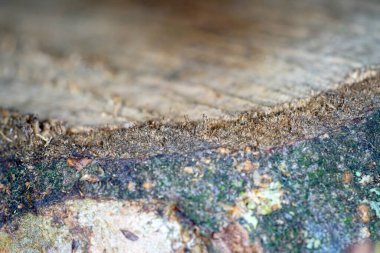 Ağaç kabuğu kabuk bağlar ve ağacı düşmanlardan korur.