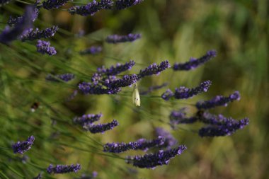 Bir sürü yeşilliği ve renkli çiçekleri olan bir çayır.