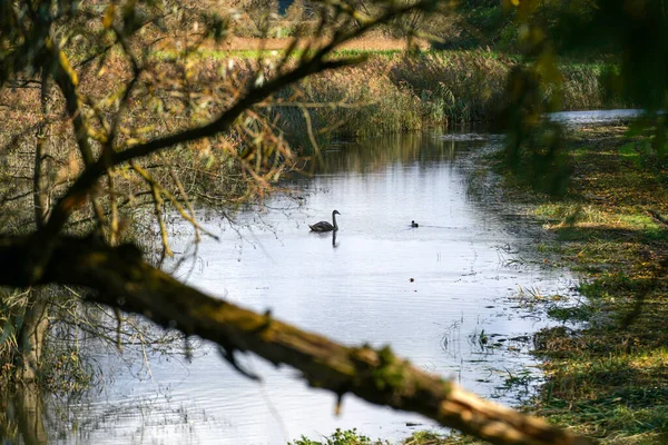 Danube Ses Anciennes Eaux Sont Photographiés Bavière Près Ratisbonne — Photo