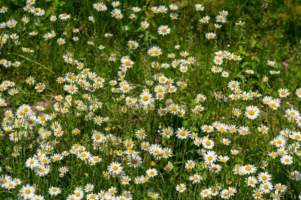 Meadow Lots Greenery Colorful Flowers — Fotografia de Stock