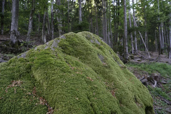 Piedras Transformadas Naturaleza Utilizadas Como Ladrillos — Foto de Stock