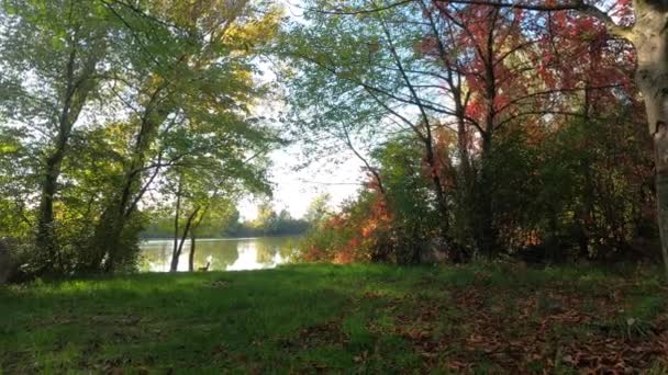 Herfstbomen Bij Kreek Met Groen Gebladerte Wind — Stockvideo