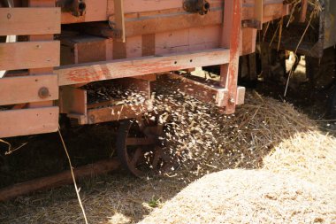 Eski ekipmanlarla tahıl hasat ve işleme