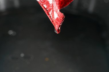 Yapraklı ağaçların yaprakları yemyeşil