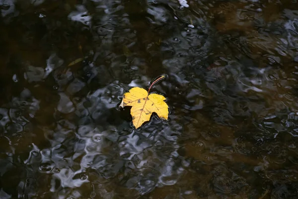 Feuilles Feuillus Dans Vert Luxuriant — Photo