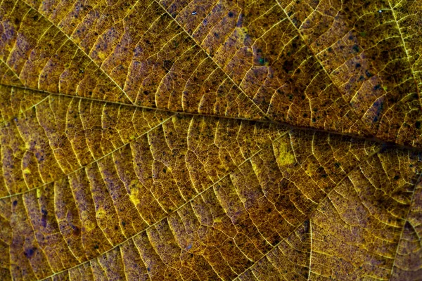 Hojas Árboles Hoja Caduca Verde Exuberante — Foto de Stock