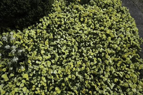 Parque Para Descanso Com Vegetação Exuberante Bancos Para Descanso — Fotografia de Stock