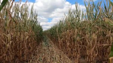 Yapraklı ağaçların yaprakları yemyeşil